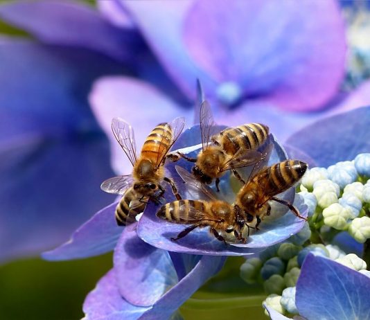 Abeilles sur une fleur