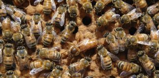 Couvain d'abeilles