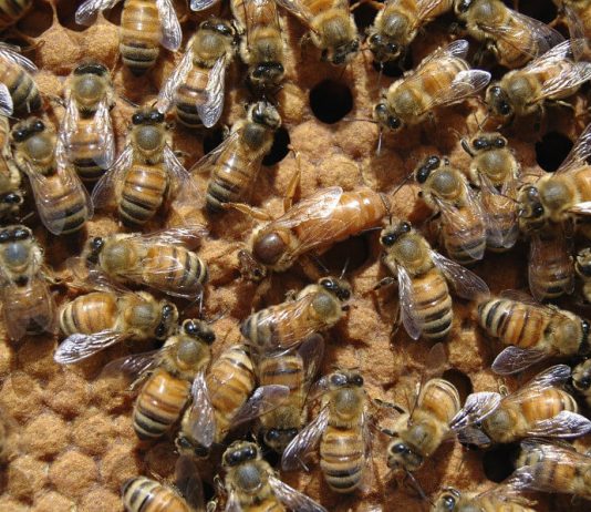 Couvain d'abeilles