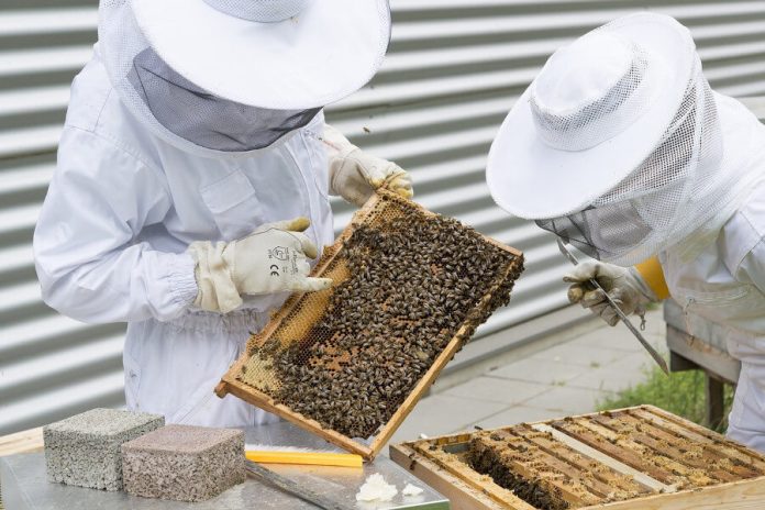Des apiculteurs