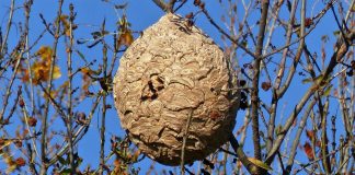 Nid de frelons asiatiques