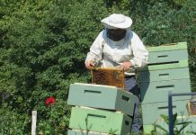 Un apiculteur et ses ruches