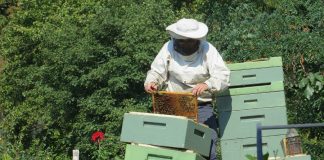 Un apiculteur et ses ruches
