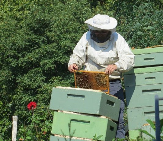 Un apiculteur et ses ruches