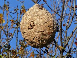 Un nid de frelons asiatiques