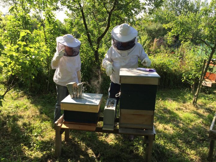 Deux apiculteurs