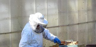 Un apiculteur