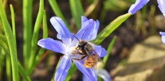 Une abeille sur une fleur sauvage