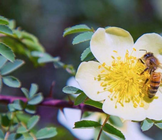Une abeille butine une fleur blanche