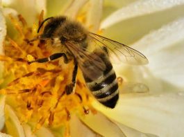 Une abeille récoltant du nectare