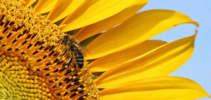 Une abeille sur une fleur de tournesol
