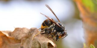 Un frelon asiatique tue une abeille