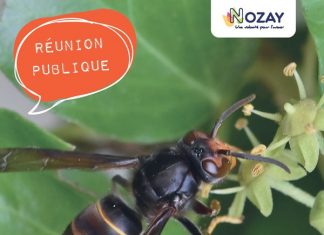 Réunion publique à Nozay (44) : Lutte contre les frelons asiatiques, animée par Denis Jaffré le 11 février à 19h30